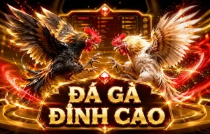 Giao diện sảnh đá gà qiuqingmiao hiển thị trận live và khu vực VIP